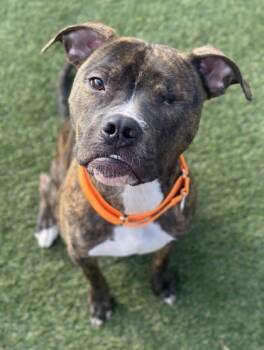 Rescue Boxer and Mixed Breed Dogs for Adoption in Twinsburg, Ohio - Little Dough Boy | PetCurious