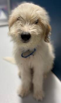 Moe ~FOSTER or FOSTER TO ADOPT NEEDED ~ -  Poodle Dog for Adoption in Minneapolis, Minnesota - Moe ~FOSTER Or FOSTER TO ADOPT NEEDED ~ | PetCurious