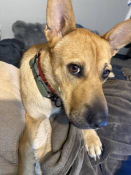 Buster -  Shepherd Dog for Adoption in Orange, California - Buster | PetCurious