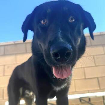 Pluto -  German Shepherd Dog and Labrador Retriever Dog for Adoption in Naperville, Illinois - Pluto | PetCurious