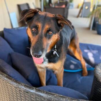 Darla -  Shepherd Dog for Adoption in Ramona, California - Darla | PetCurious