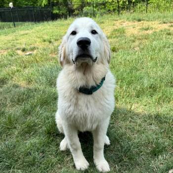 Great Pyrenees Dogs Available for Adoption in Spring Hill, Tennessee - Huck | PetCurious