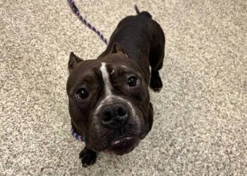 Pit Bull Terrier and Mixed Breed Dogs Available for Adoption - BUTTERCUP | PetCurious