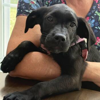 Lilith -  Spaniel and Terrier Dog for Adoption in Chatham, New Jersey - Lilith | PetCurious