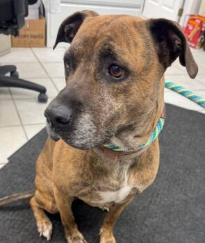 MAPLE -  Pit Bull Terrier and Labrador Retriever Dog for Adoption in Hastings, Michigan - MAPLE | PetCurious