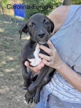 Carolina -  Labrador Retriever Dog for Adoption in Manchester, Connecticut - Carolina | PetCurious