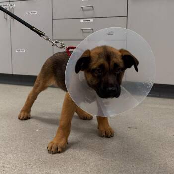 Shepherd Dogs Available for Adoption - Cremini | PetCurious