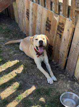 Rescue Yellow Labrador Retriever and Pit Bull Terrier Dogs for Adoption in Creston, Iowa - Charlie | PetCurious