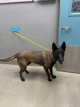 STARLIGHT -  Belgian Shepherd Malinois Dog for Adoption in Las Vegas, Nevada - STARLIGHT | PetCurious