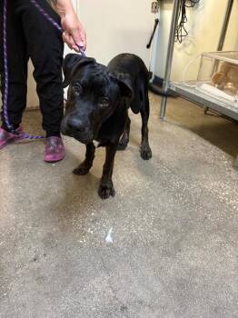 Sirius -  Mixed Breed Dog for Adoption in Ocala, Florida - Sirius | PetCurious