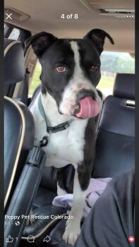 American Staffordshire Terrier Dogs Available for Adoption - Dozer | PetCurious