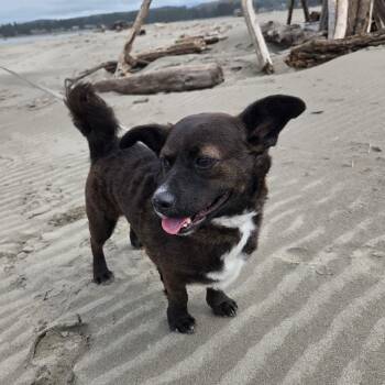 Casey -  Mixed Breed Dog for Adoption in Redmond, Washington - Casey | PetCurious