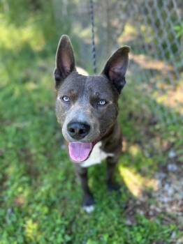 Pit Bull Terrier Dogs Available for Adoption in Russellville, Kentucky - Diego | PetCurious