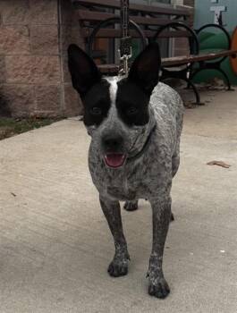 Rescue Australian Cattle Dog Blue Heeler Dogs for Adoption in San Antonio, Texas - ROSIE | PetCurious