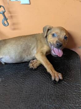 Baby Jake -  Labrador Retriever Dog for Adoption in Statesville, North Carolina - Baby Jake | PetCurious