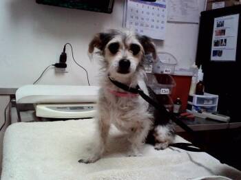 INDY 500 -  Terrier and Mixed Breed Dog Available for Adoption in Martinez, California - INDY 500 | PetCurious