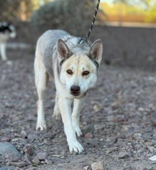 HAZEL -  Siberian Husky Dog for Adoption in El Paso, Texas - HAZEL | PetCurious