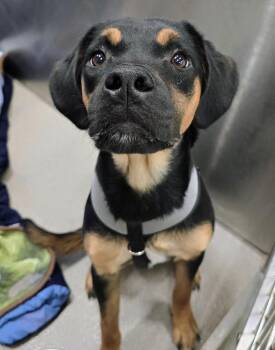 Golden Retriever and Rottweiler Dogs Available for Adoption - 26-75 Molly | PetCurious