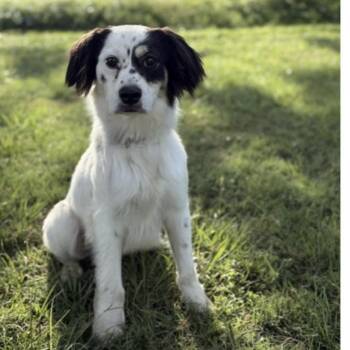 TILBURY -  Australian Shepherd Dog for Adoption in Norwalk, Connecticut - TILBURY | PetCurious