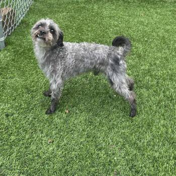 Schnauzer Dogs Available for Adoption - Whiskey | PetCurious