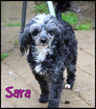 Sara -  Miniature Poodle Dog for Adoption in Shippenville, Pennsylvania - Sara | PetCurious