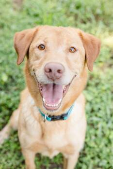Johnny -  Labrador Retriever Dog for Adoption in Newburgh, Indiana - Johnny | PetCurious