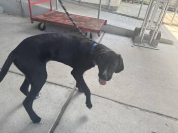 TURBO -  Labrador Retriever and Mixed Breed Dog for Adoption in Texas City, Texas - TURBO | PetCurious