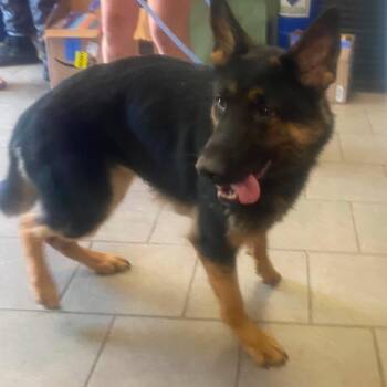 Barbados Stray Hold 6/22 -  Mixed Breed Dog for Adoption in Huntington, West Virginia - Barbados Stray Hold 6/22 | PetCurious