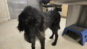 MILO -  Irish Wolfhound and Mixed Breed Dog for Adoption in Riverside, California - MILO | PetCurious