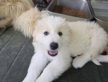 Great Pyrenees Puppies -  Great Pyrenees Dog for Adoption in Pittsboro, North Carolina - Great Pyrenees Puppies | PetCurious