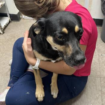 Deputy Caterpillar -  Shepherd and Feist Dog Available for Adoption in Birmingham, Alabama - Deputy Caterpillar | PetCurious