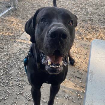 Bubba -  Mixed Breed and Great Dane Dog for Adoption in West Olive, Michigan - Bubba | PetCurious