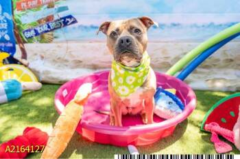 Mixed Breed Dogs Available for Adoption in West Palm Beach, Florida - BROWNIE | PetCurious