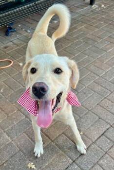 Patrick 12 -  Yellow Labrador Retriever Dog for Adoption in Killingworth, Connecticut - Patrick 12 | PetCurious