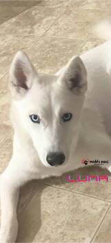 Siberian Husky Dogs Available for Adoption in Council Bluffs, Iowa - Luna | PetCurious