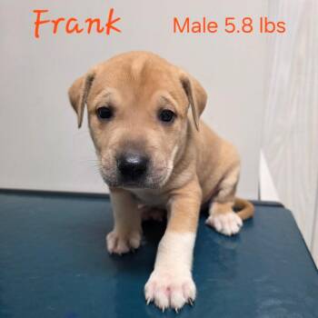 Frank -  Mastiff Dog for Adoption in Jasper, Indiana - Frank | PetCurious