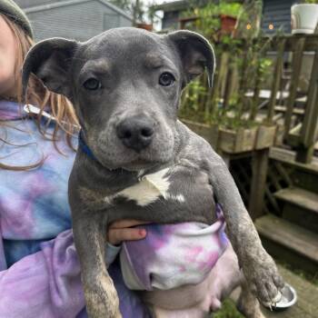 Tac -  Pit Bull Terrier Dog for Adoption in Crystal Lake, Illinois - Tac | PetCurious