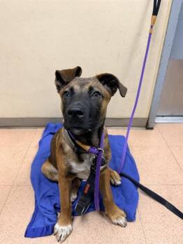 ROMA -  Belgian Shepherd Malinois Dog for Adoption in San Jose, California - ROMA | PetCurious