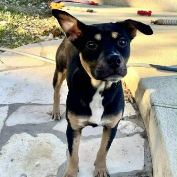 Athena -  Terrier Dog for Adoption in Martinez, California - Athena | PetCurious