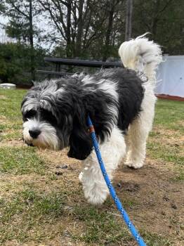 Poodle and Mixed Breed Dogs Available for Adoption - Moonpie | PetCurious