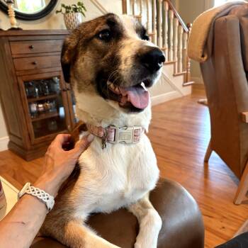 Mona -  Shepherd and Mixed Breed Dog for Adoption in Fayetteville, Arkansas - Mona | PetCurious