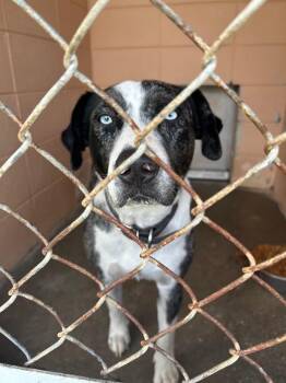 Catahoula Leopard Dog Dogs Available for Adoption in Gautier, Mississippi - Blue Bo | PetCurious