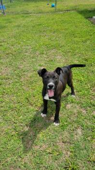 Trinity -  Shepherd and Mixed Breed Dog Available for Adoption in Metter, Georgia - Trinity | PetCurious