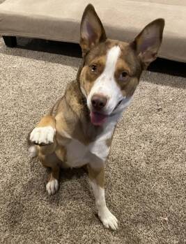 Rescue Husky and Mixed Breed Dogs for Adoption in Henderson, Nevada - Copper | PetCurious