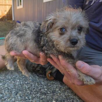 Mojo Jojo -  Mixed Breed Dog for Adoption in Belfair, Washington - Mojo Jojo | PetCurious