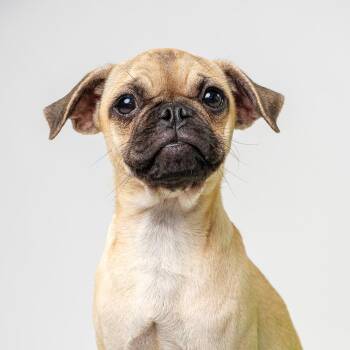 Chrissy -  Pug Dog for Adoption in Palm Springs, California - Chrissy | PetCurious