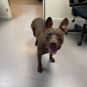 Jinjer -  Pit Bull Terrier Dog for Adoption in Pasadena, California - Jinjer | PetCurious