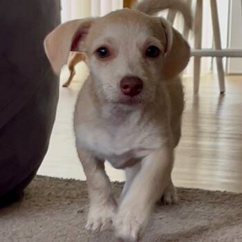 Pixie -  Chihuahua Dog for Adoption in Newport Beach, California - Pixie | PetCurious