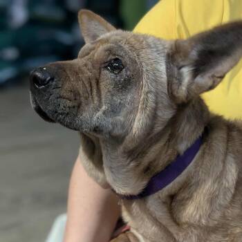 Rescue Mixed Breed Dogs for Adoption in Fredericksburg, Virginia - Concept Art | PetCurious