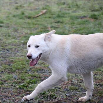 Yellow Labrador Retriever Dogs Available for Adoption - Eve | PetCurious